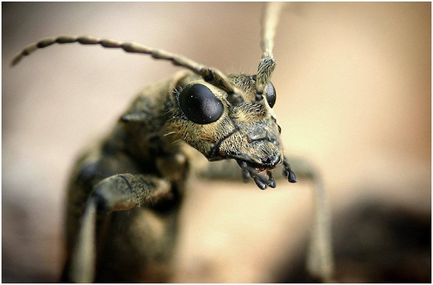 , Михаил Курцев