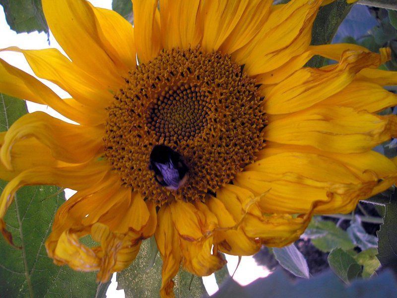 десертphoto preview