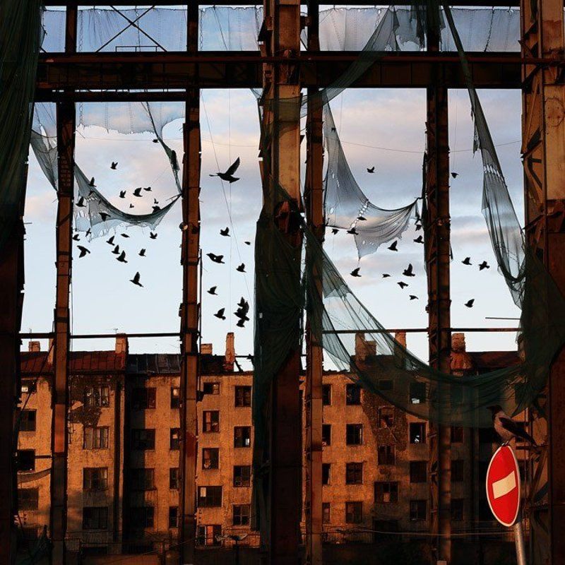 птицы, знак, ворона, город, питер, сети, время натягивать сети...photo preview