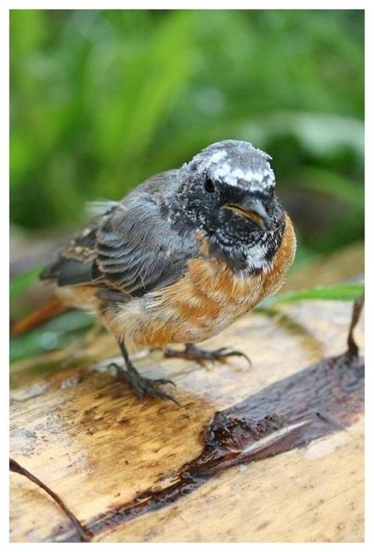 дайте червячка...photo preview