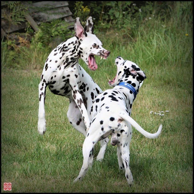 далматин, брат, зубы, игра Братаны фото превью