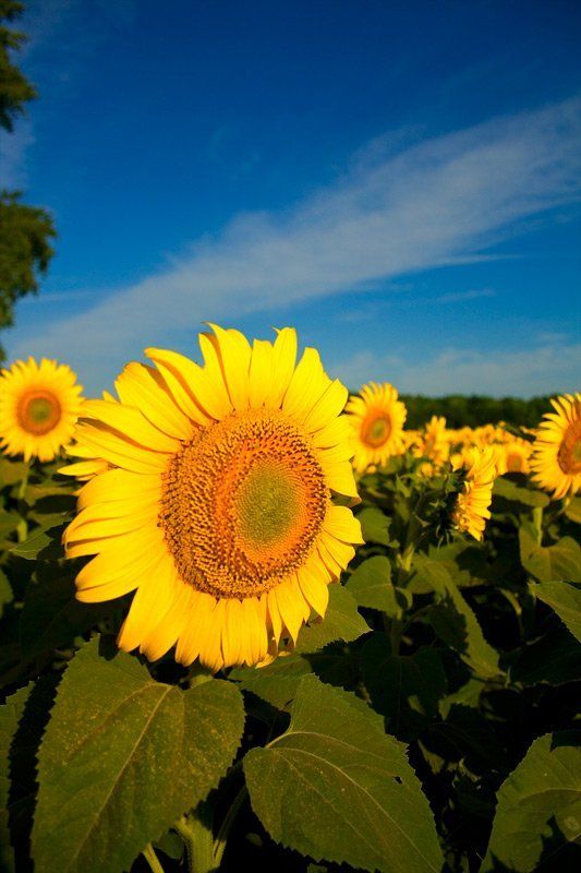 Лицом к солнцуphoto preview