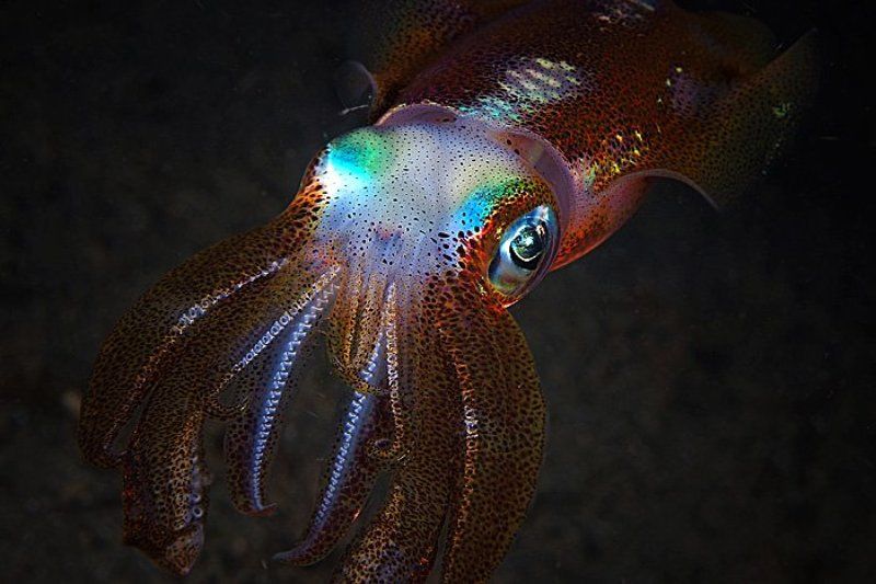 Пришелец с планеты \