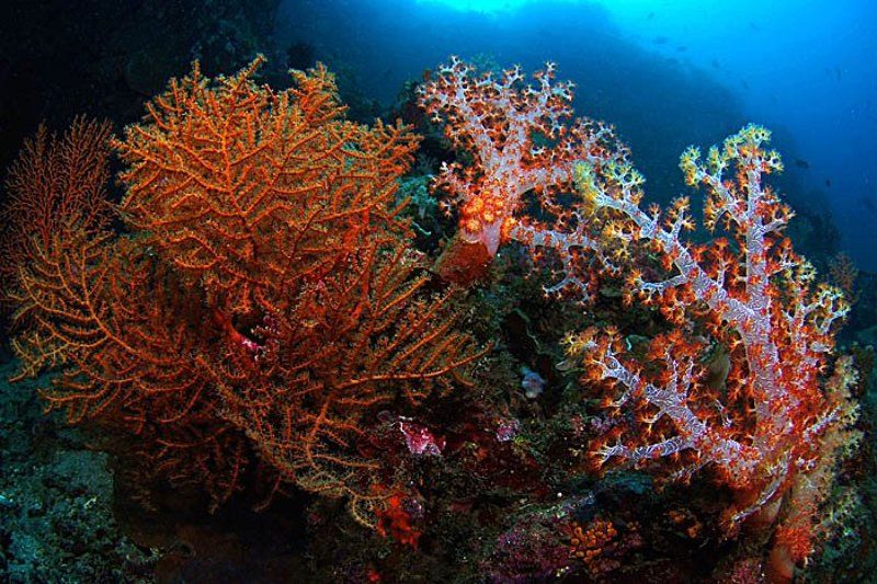 Магия коралловphoto preview