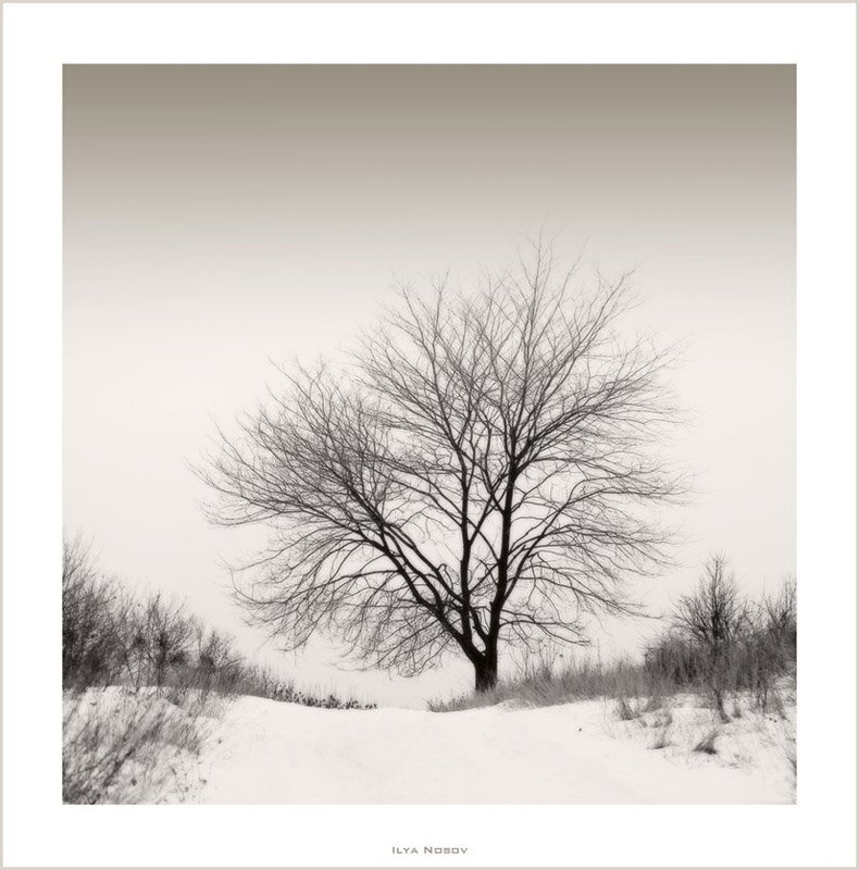 дерево Дерево и тишинаphoto preview