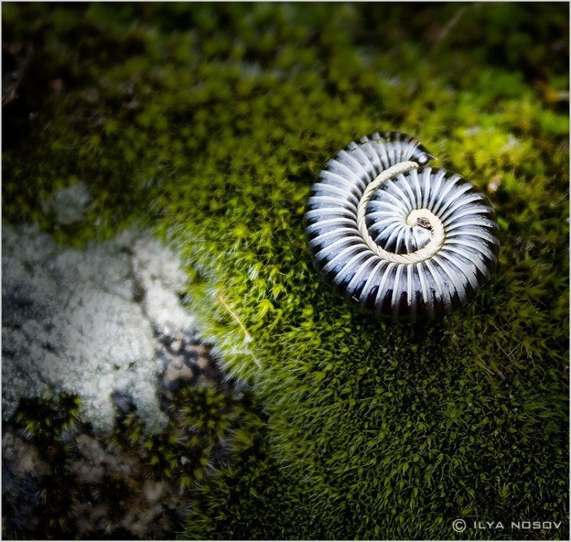 сороконожка Meditationphoto preview