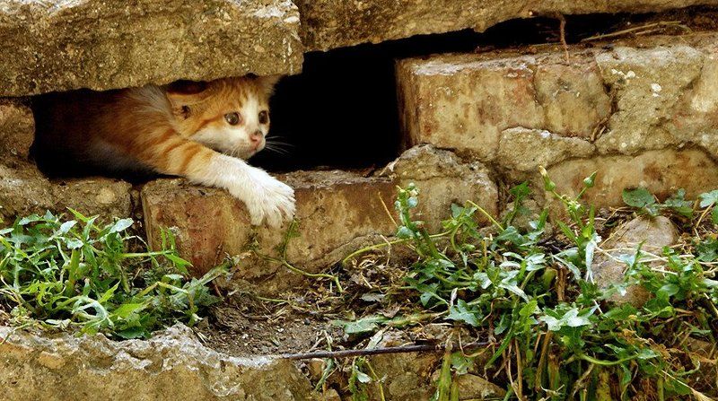 кот , рыжий Рыжикphoto preview