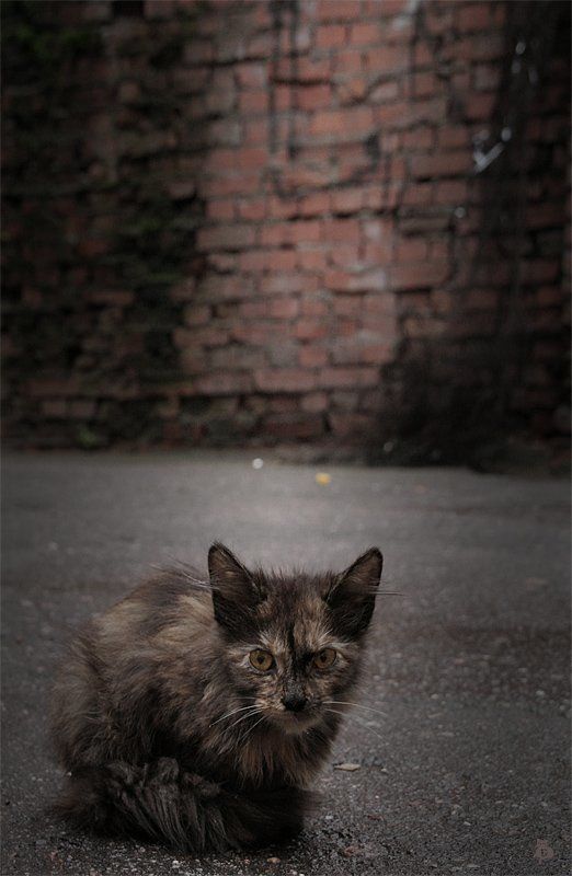 дождь, питерские дворы А на улице дождь.. фото превью