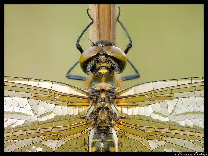 макро, стрекоза, витраж Золотые витражиphoto preview