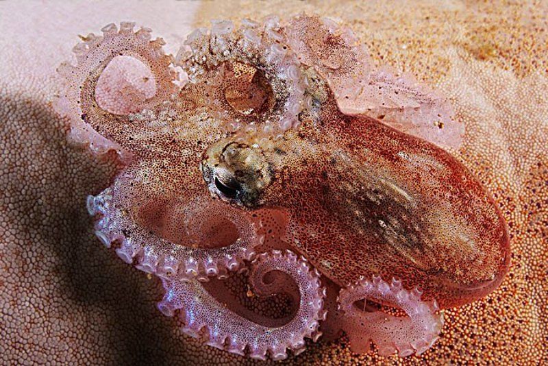 Осьминожкаphoto preview