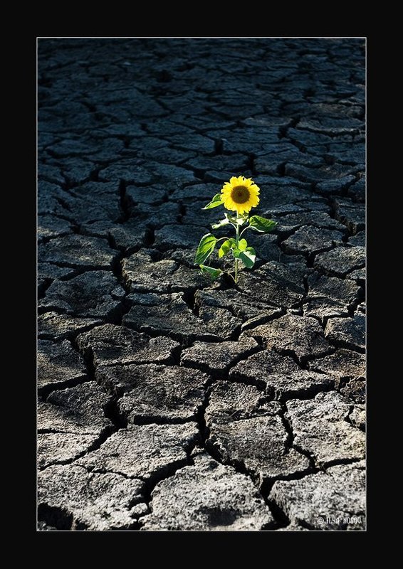 подсолнух, земля Возрождениеphoto preview