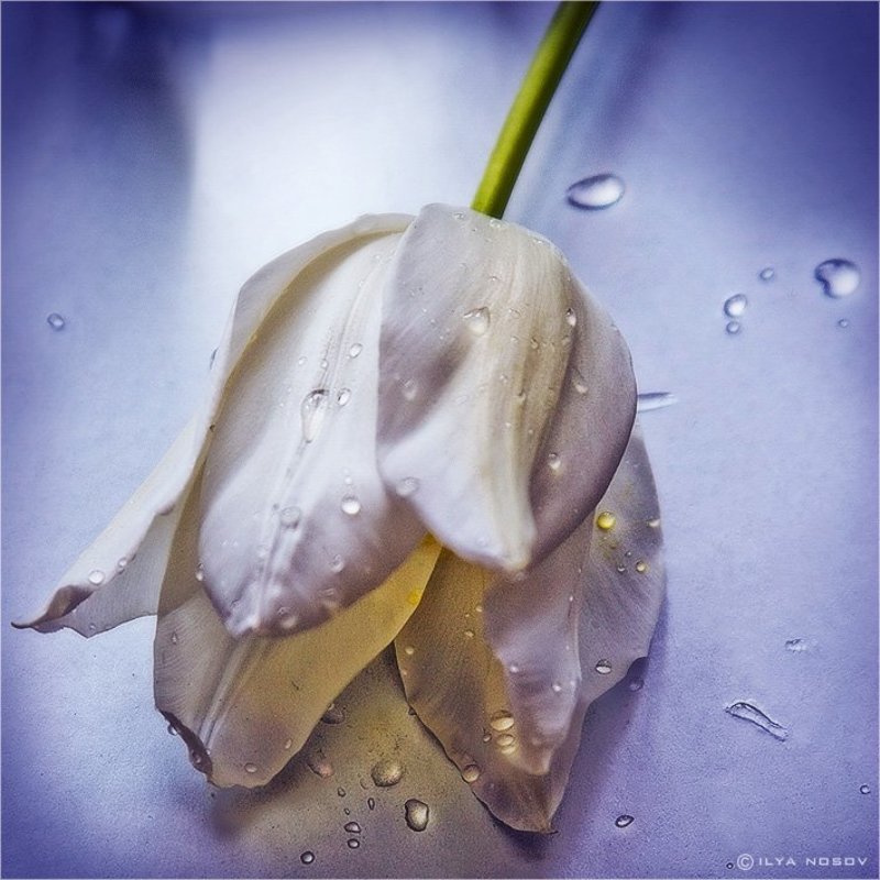 цветок, тюльпан Тление жизниphoto preview