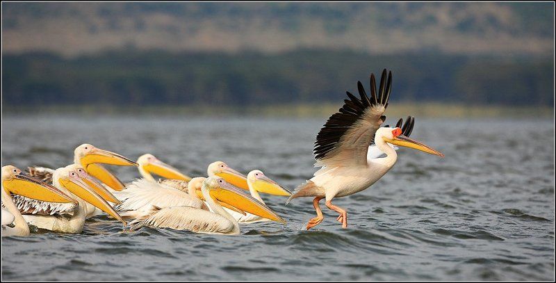 все за мной!!photo preview