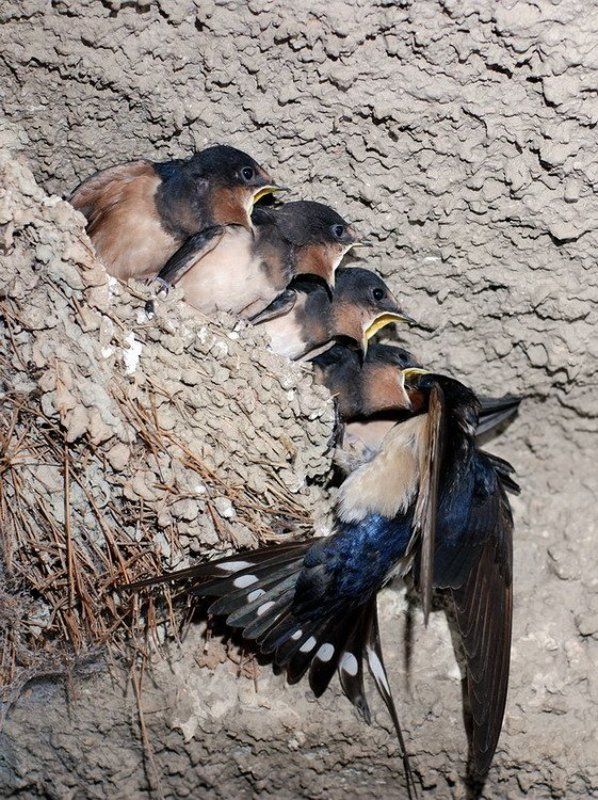 птенцы, ласточки Ласточкиphoto preview