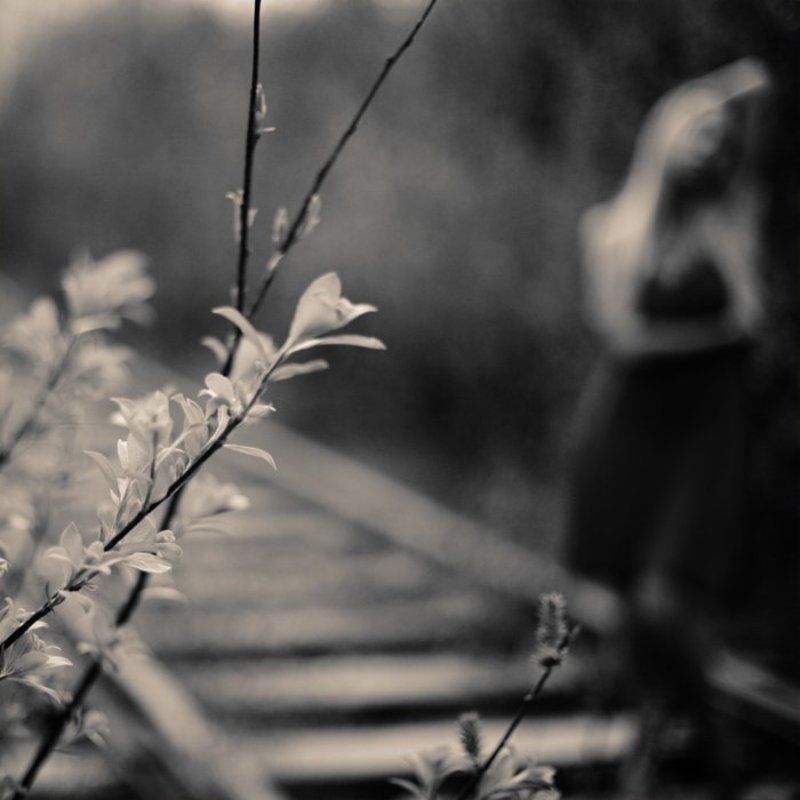 tender daydreamsphoto preview