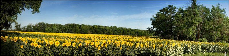 подсолнухи, природа Желтое мореphoto preview