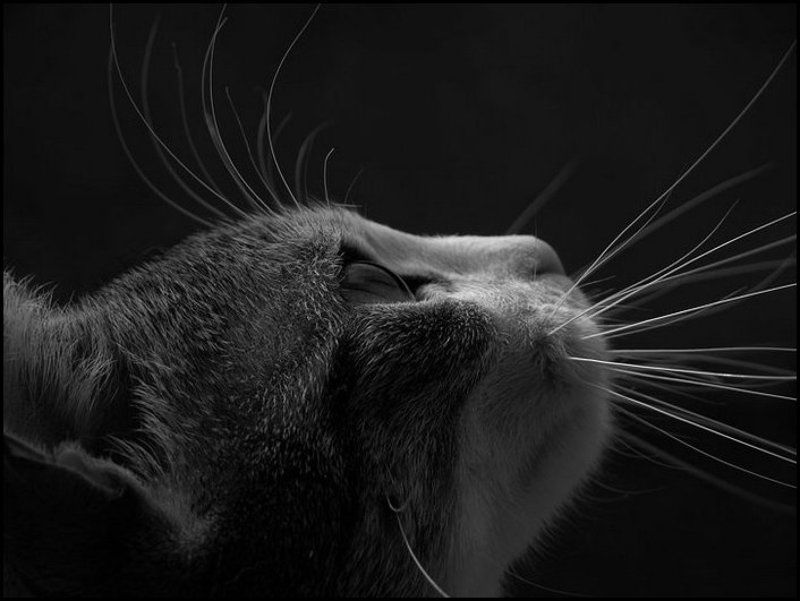 Котяра....photo preview