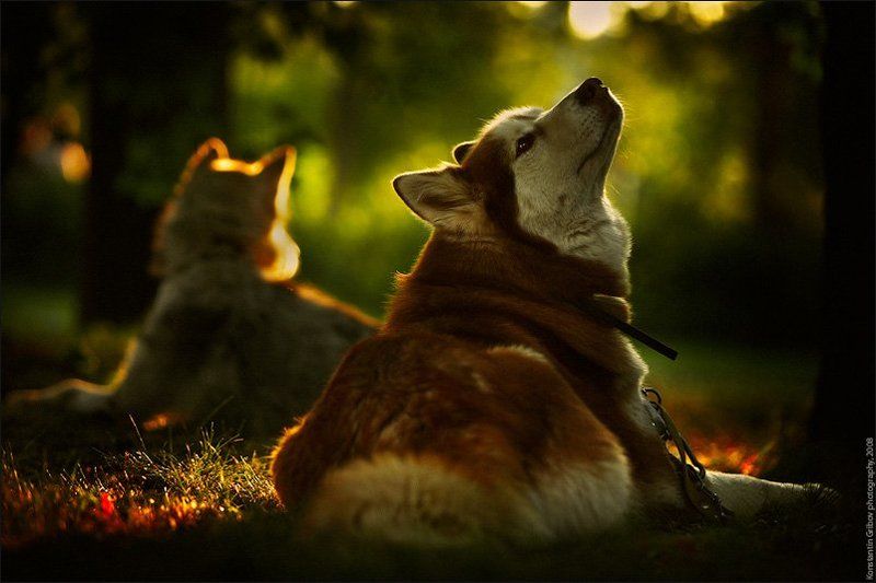 Нос по ветру! :)photo preview