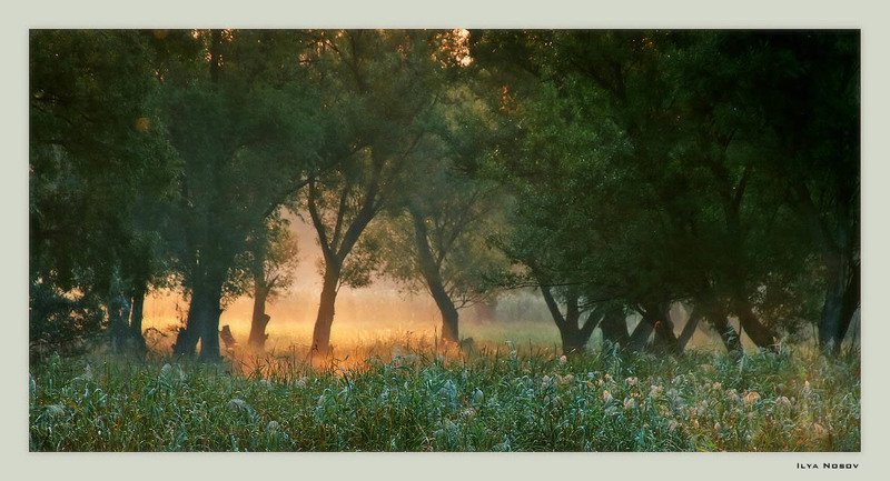 утро, лес, солнечный свет. Утренний лесphoto preview