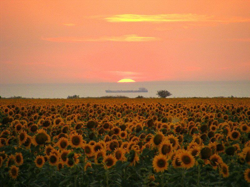 азов, подсолнухи, корабль, закат закат на Азовеphoto preview