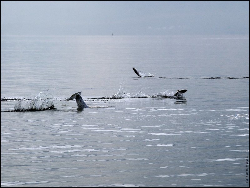 How much is the fish?photo preview