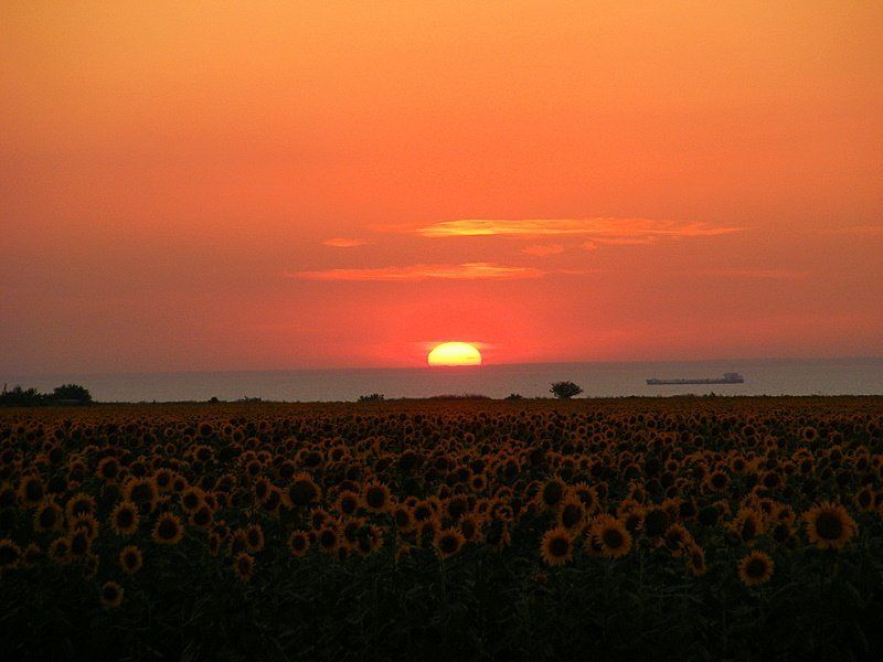 закат, азов, подсолнухи, баржа закат на Азовеphoto preview