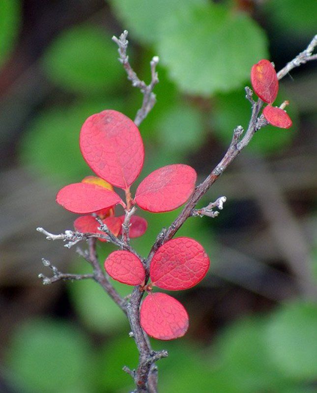 голубичник Скоро осеньphoto preview