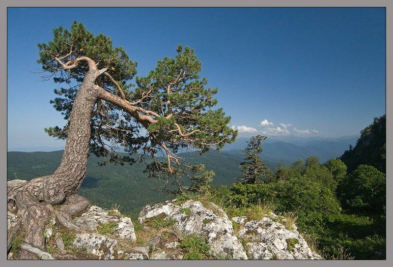 Лагонаки (5)photo preview