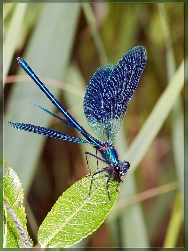 Helicopterphoto preview