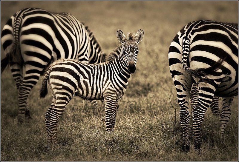 Зебренокphoto preview