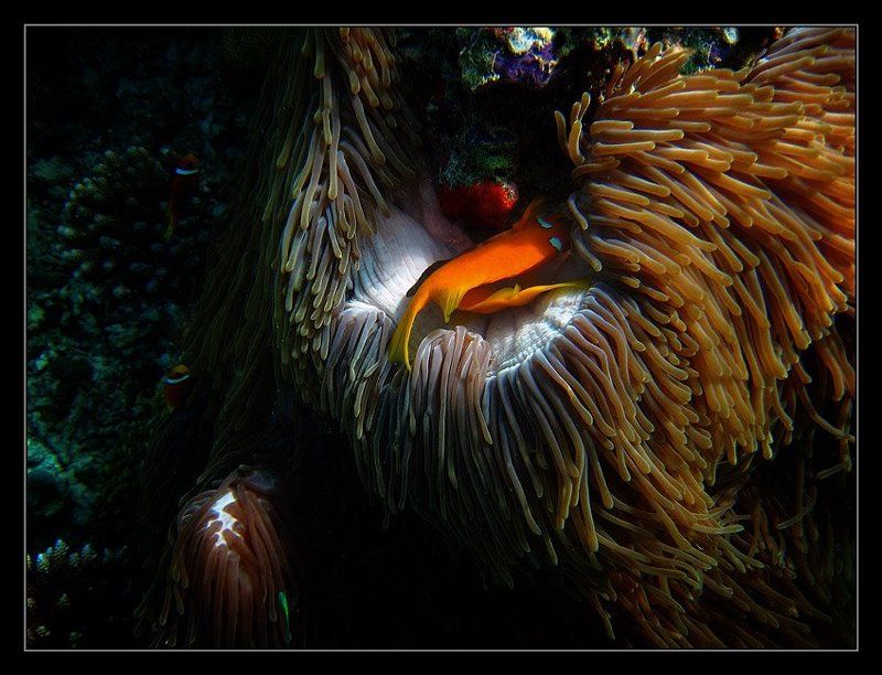 Ложеphoto preview