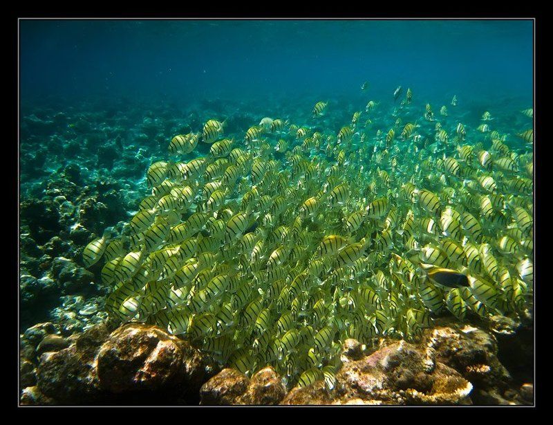 Нашествиеphoto preview