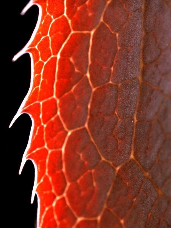 макро, контровый, свет, лист, бесерклет, зубчатый, пильчатый, зубчики, красный, что, угодно, еще Пила?photo preview