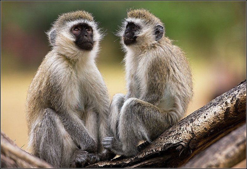 Мечтателиphoto preview