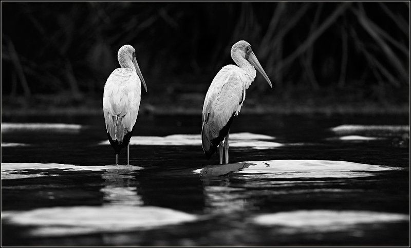 Ссораphoto preview