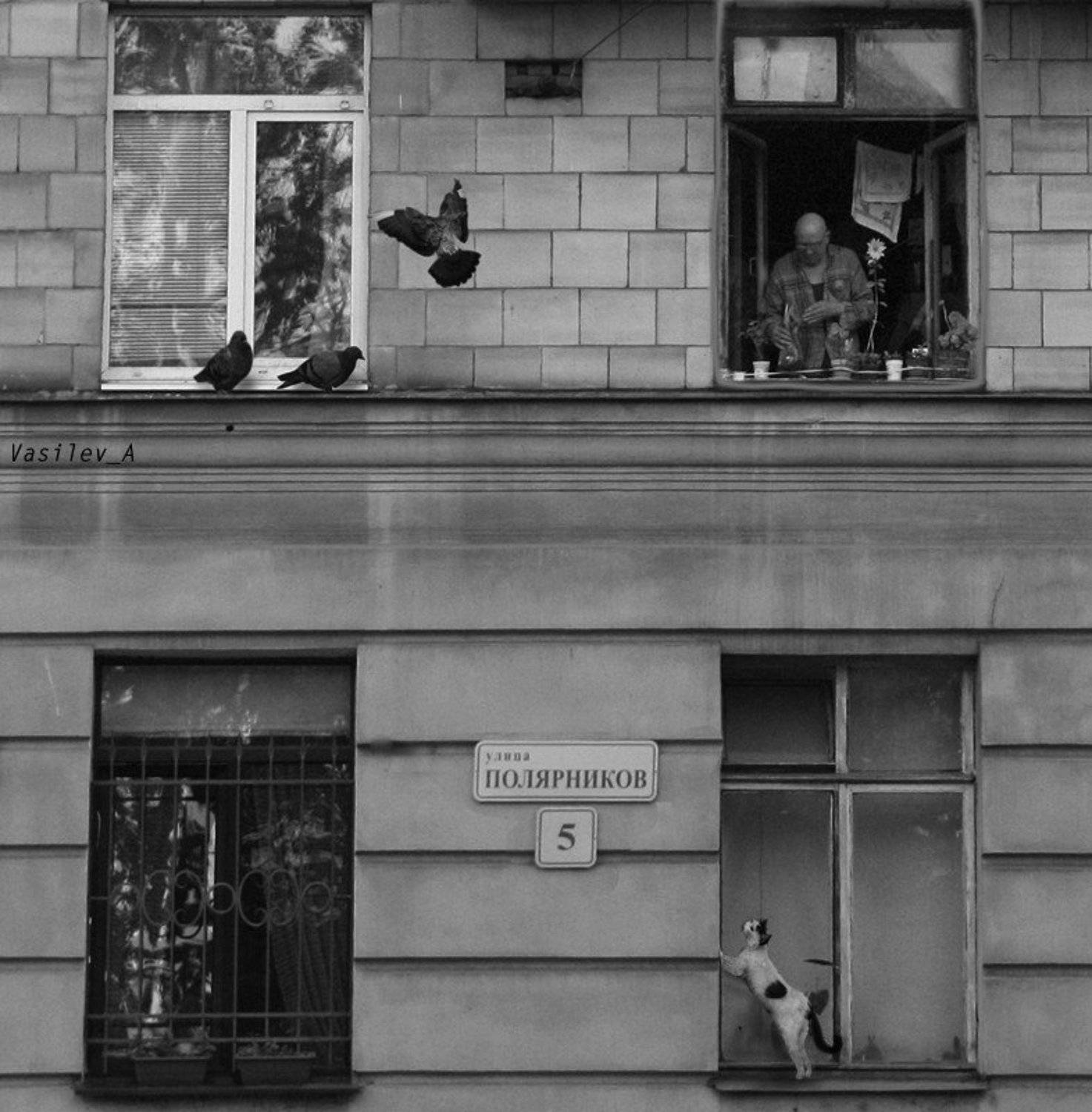 лысый, мужчина, голуби, кошка, лейка, окна, 5, Васильев Андрей