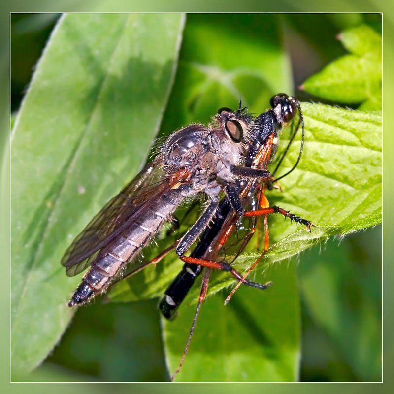 Вряд ли это любовь...photo preview