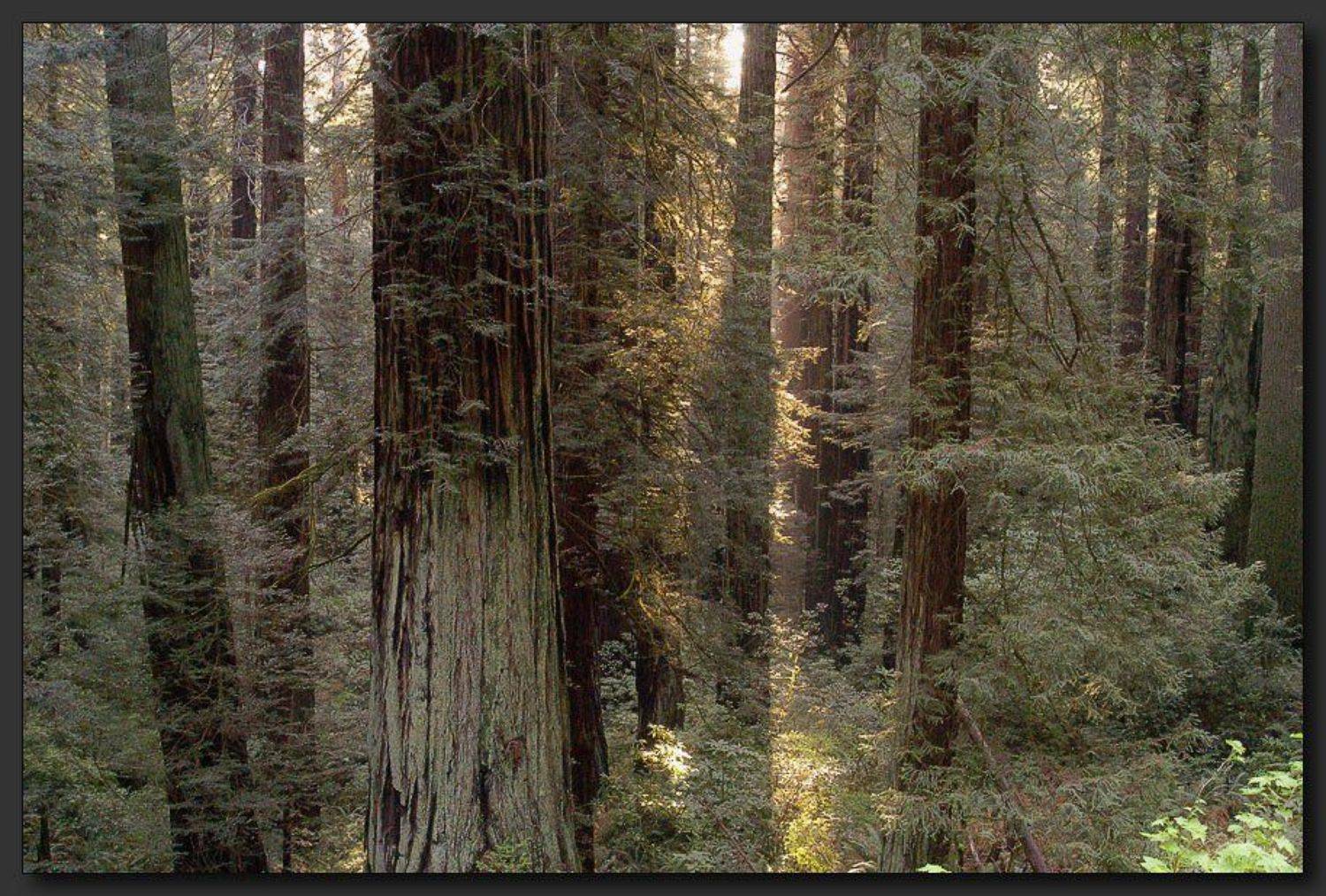 Высоко сижу, далеко... нет, далеко не видно. Автор: Alexandre Michourovskii , Alexandre Michourovskii