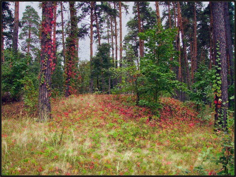 Волшебная полянкаphoto preview