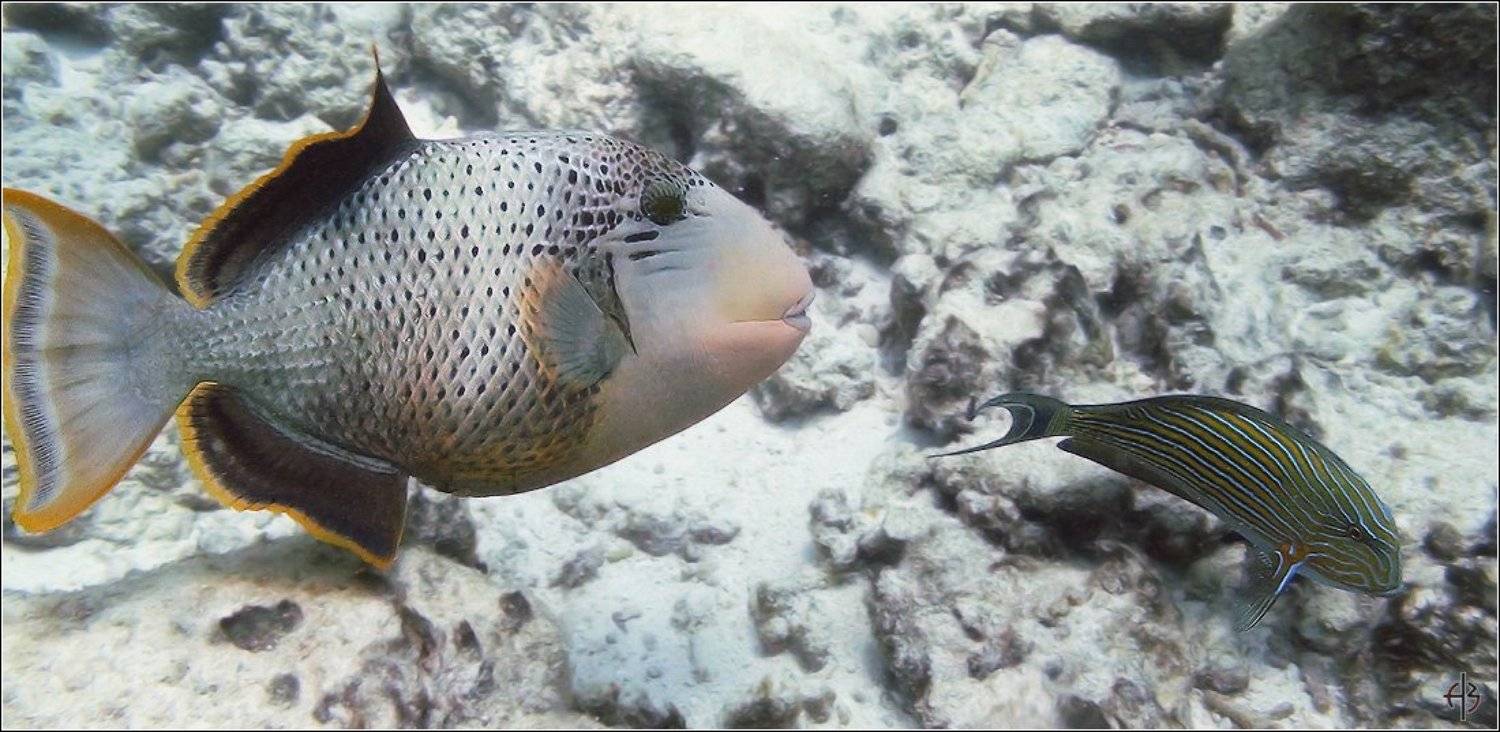 Мальдивы. Автор: Алексей Войницкий мальдивы рыбы, Алексей Войницкий