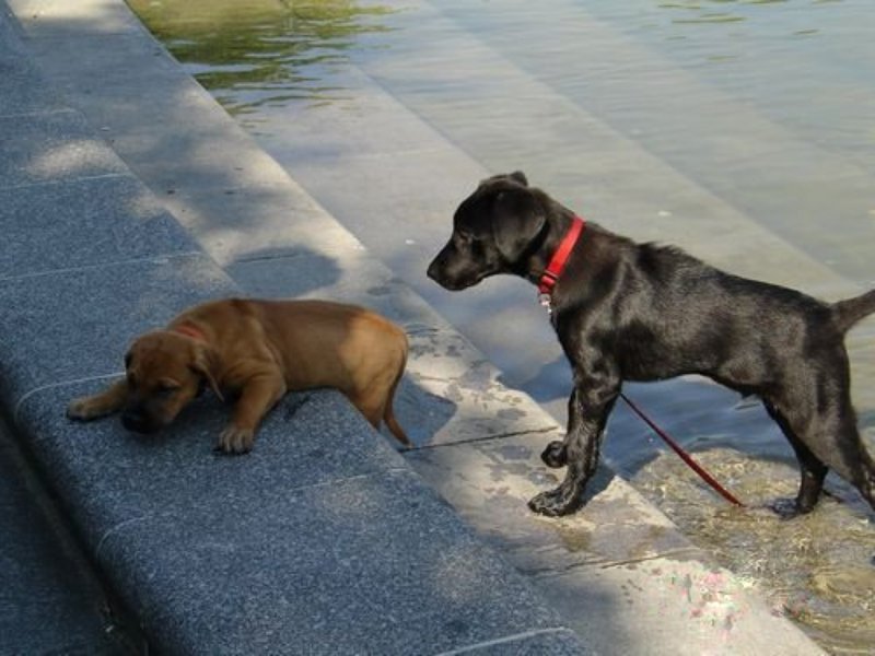 собаки, жара, лето, фонтан ты куда????????photo preview