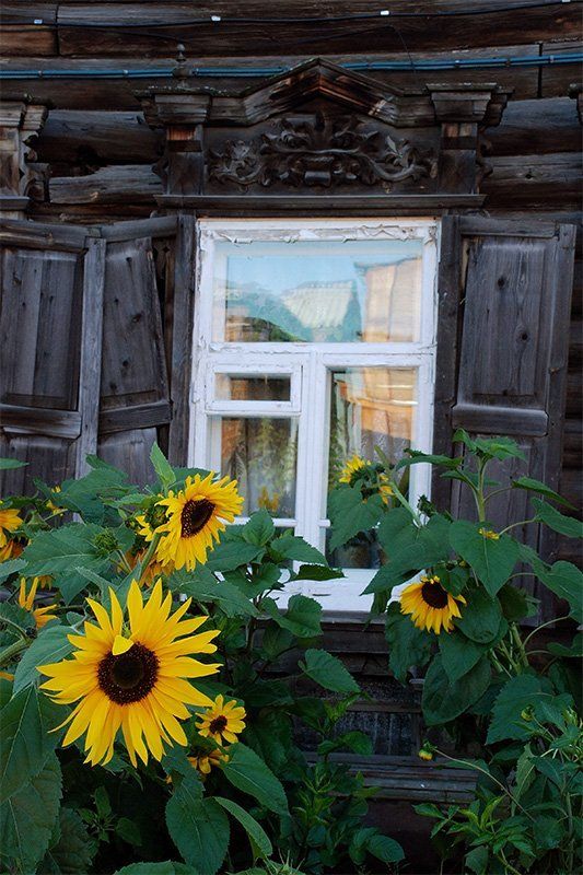 томск, архитектура, дерево, цветы Про старый дом и подсолнухиphoto preview