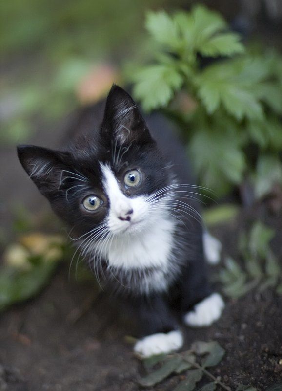 котенок Котенокphoto preview