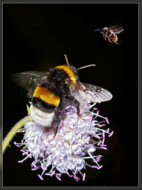 Эй, Мохнатый, ай-да со мной - там столько всего вкусного!..photo preview