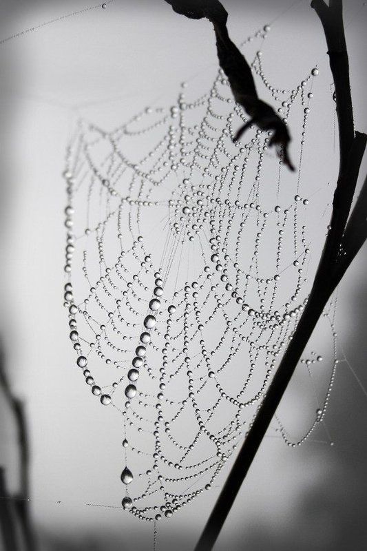 природа,паутина,макро,отражение,туман,утро,мистика Утро..photo preview