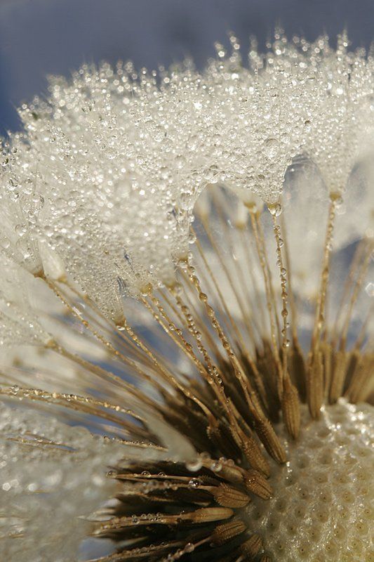 роса, капля, цветы, лето, утро Утро росистоеphoto preview