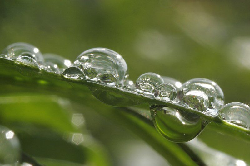 природа, роса, капля, утро, лето photo preview