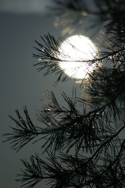 ночь, луна, сосна, природа, фотохокку photo preview