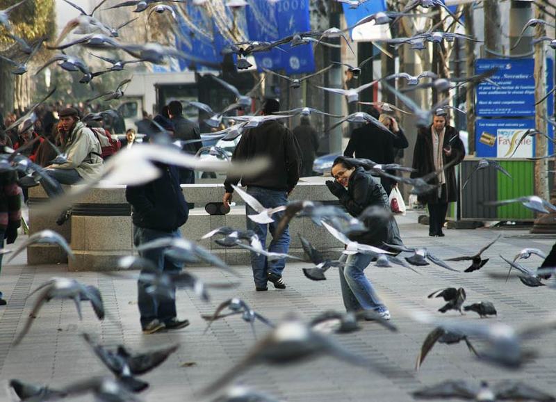 голуби, париж photo preview