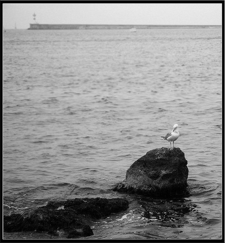 Чайка и маяк фото превью